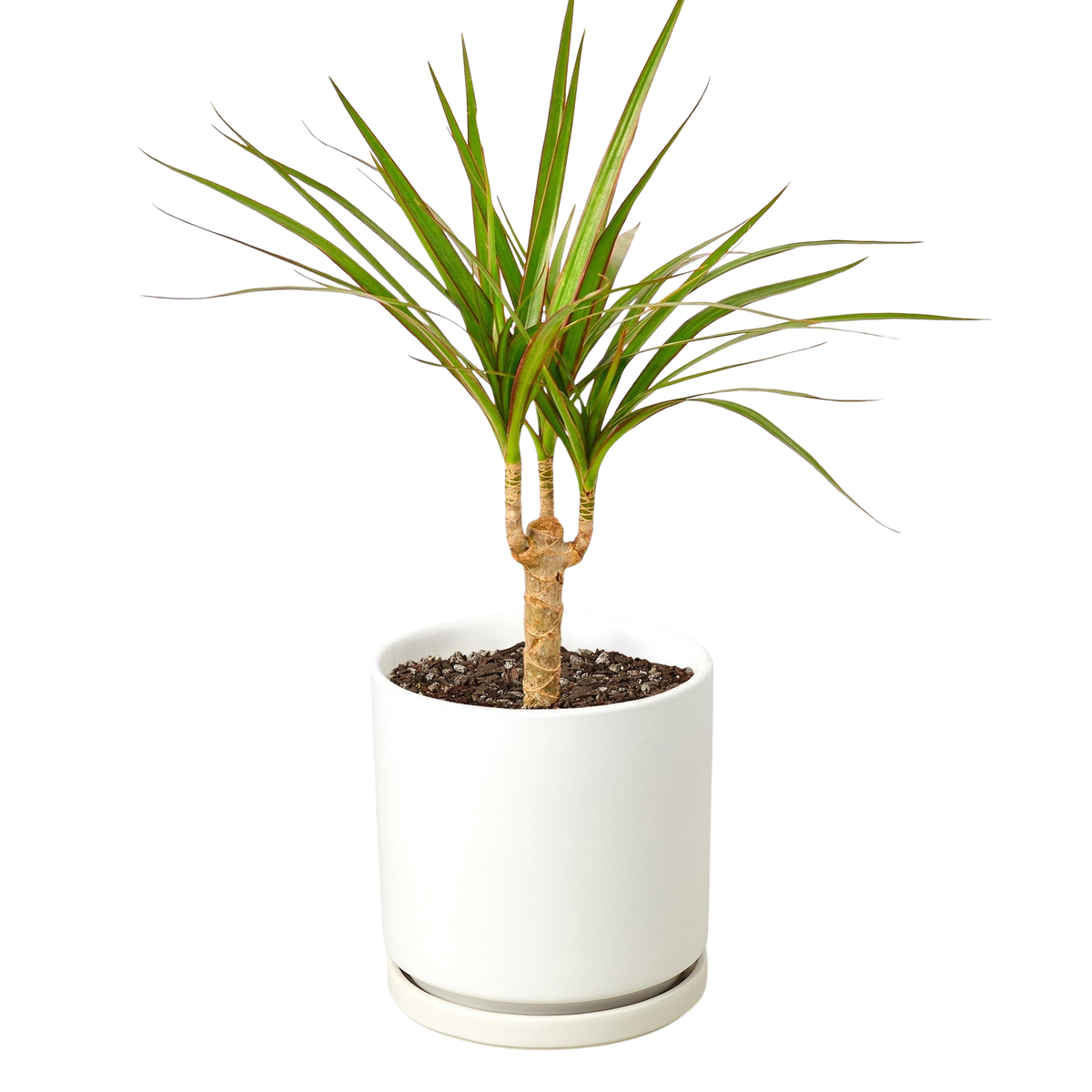Marginata Dracaena