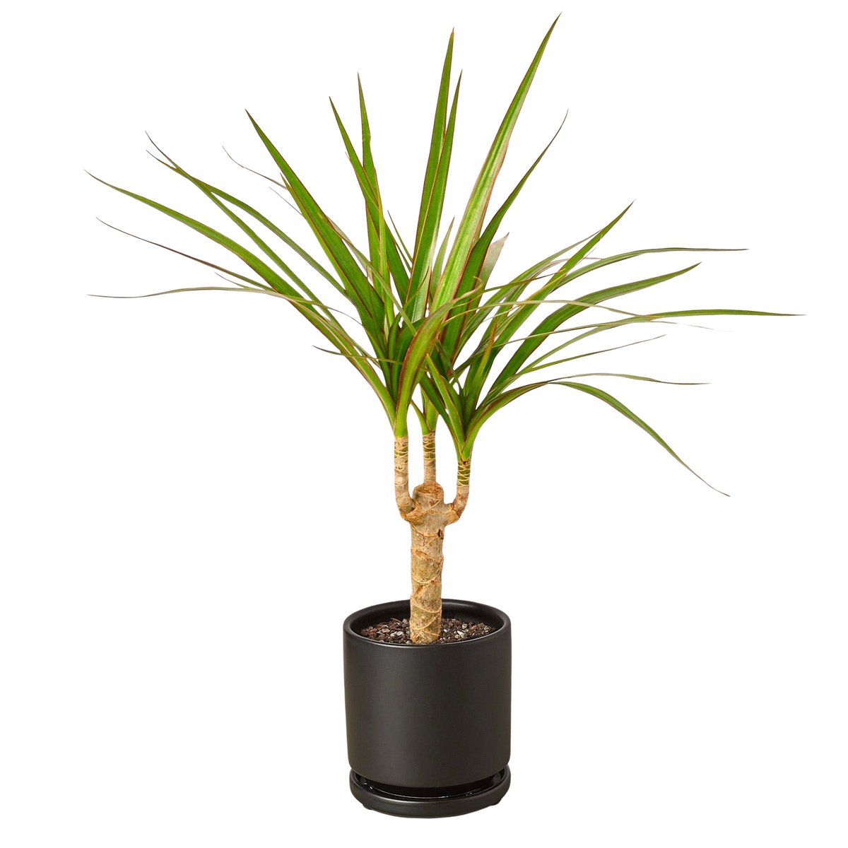 Marginata Dracaena