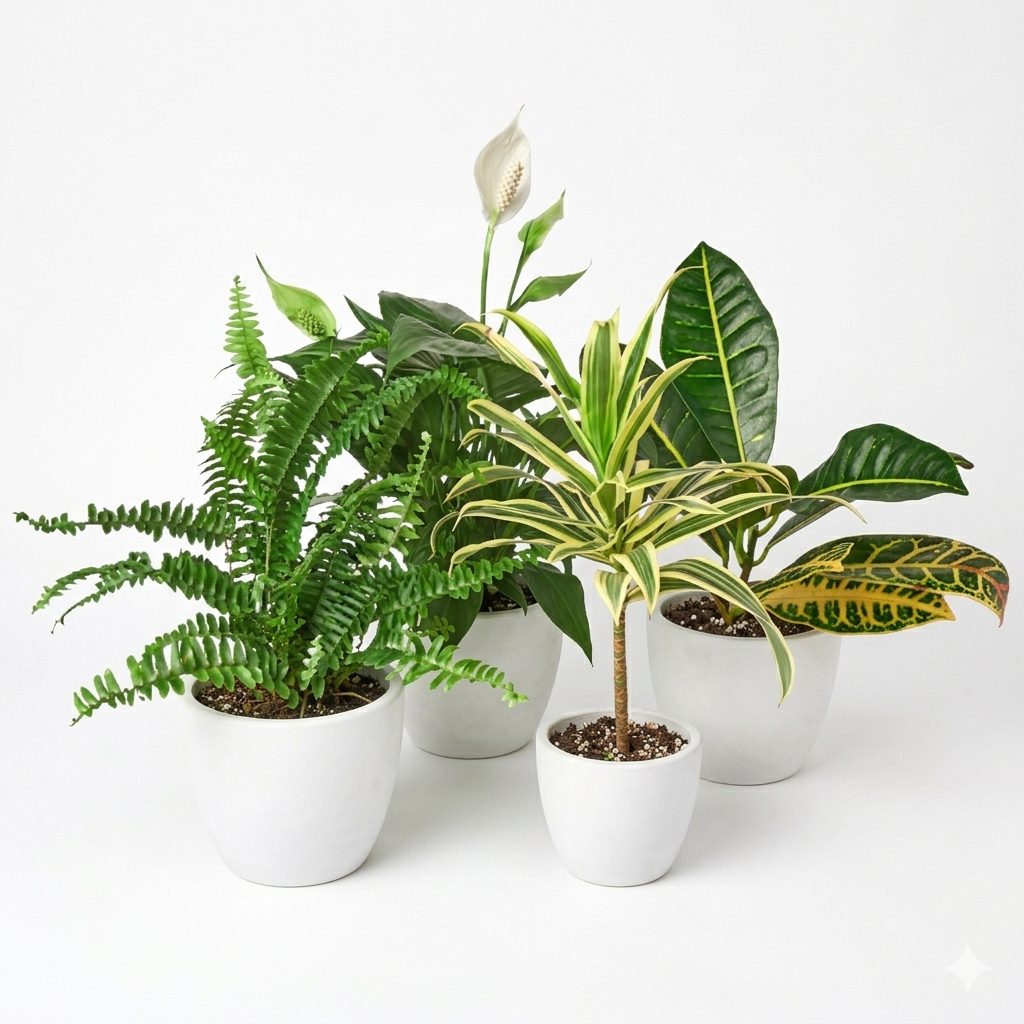 Air Purifying Bundle