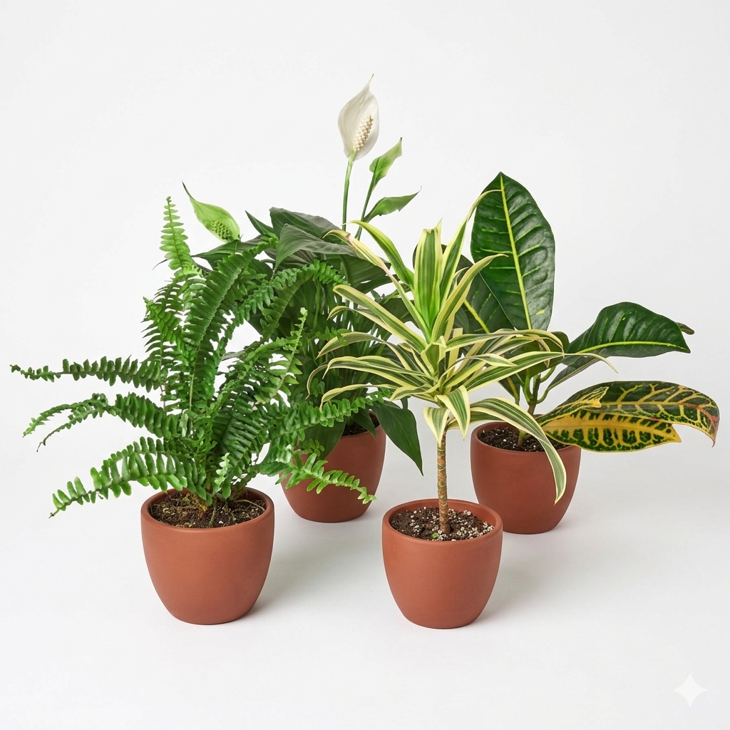 Air Purifying Bundle
