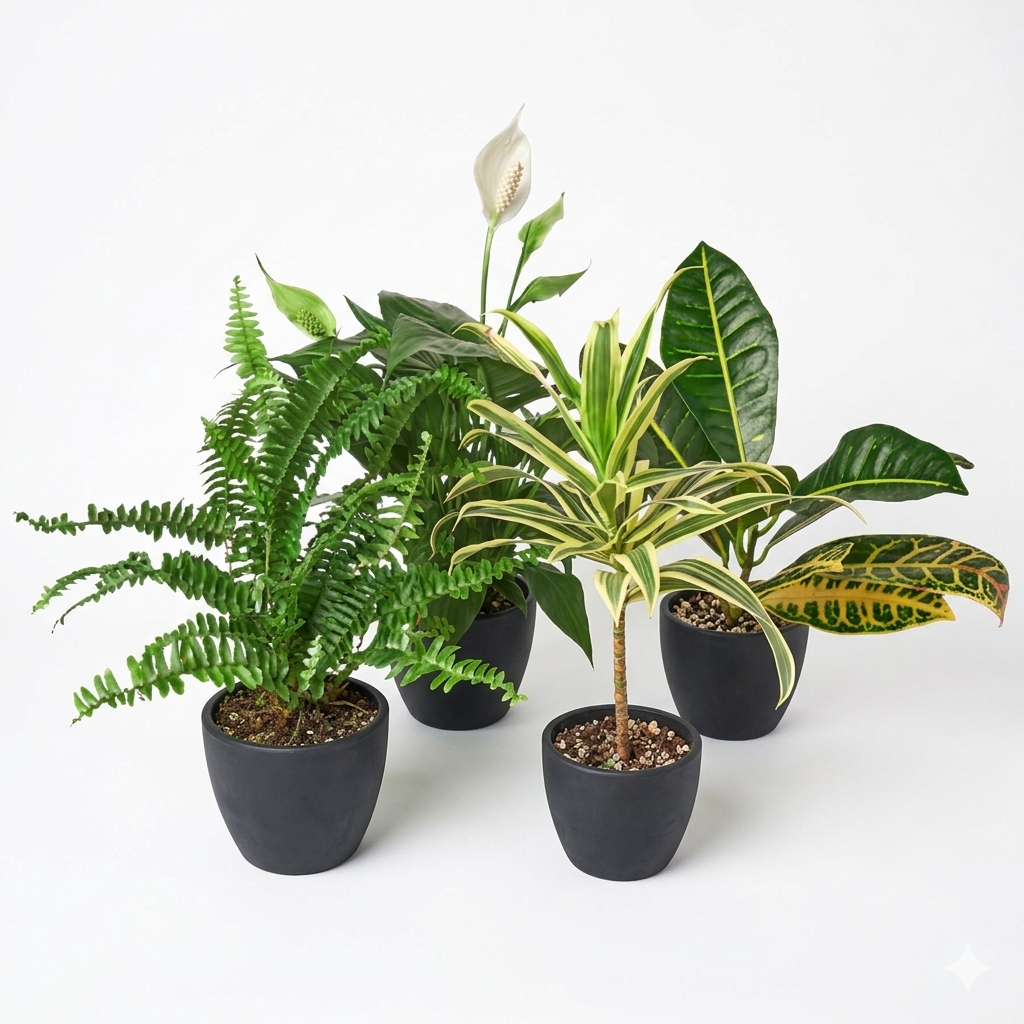 Air Purifying Bundle