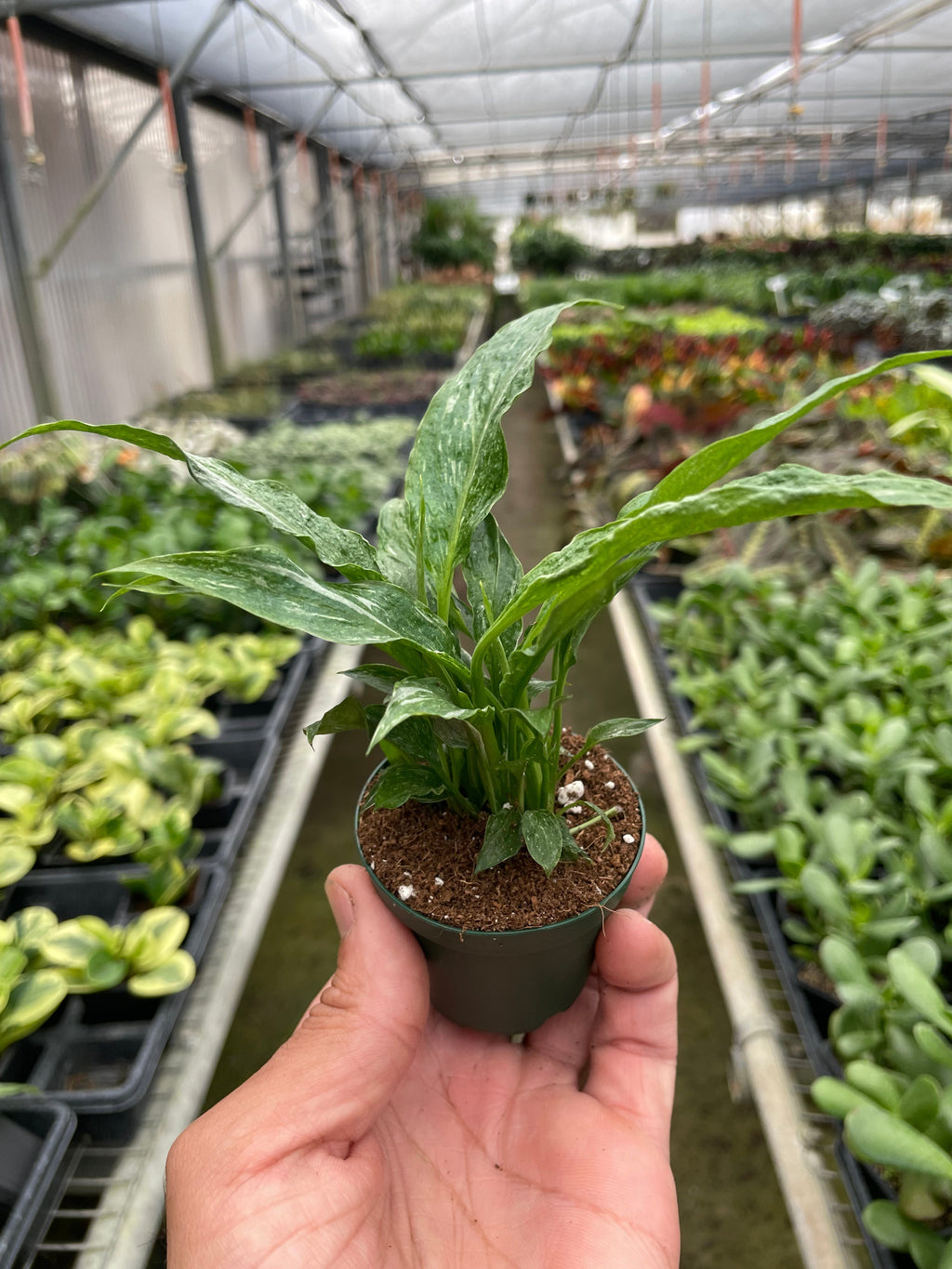 Domino Peace Lily