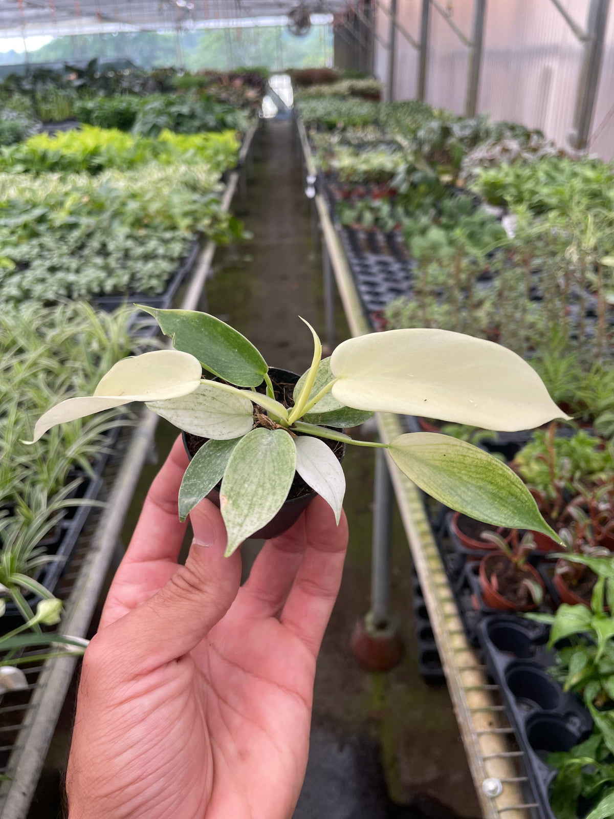 Florida Ghost Philodendron