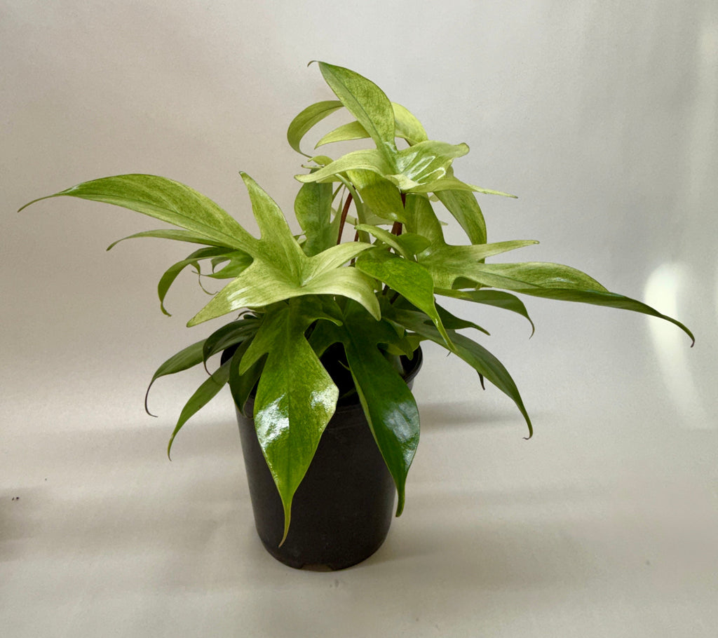 Florida Ghost Philodendron