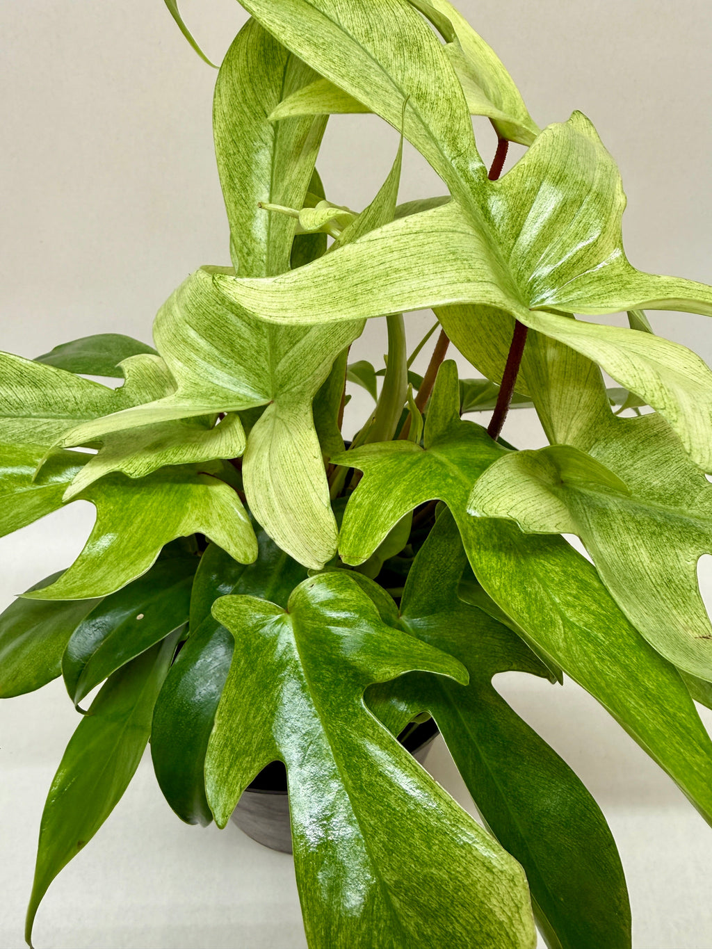Florida Ghost Philodendron