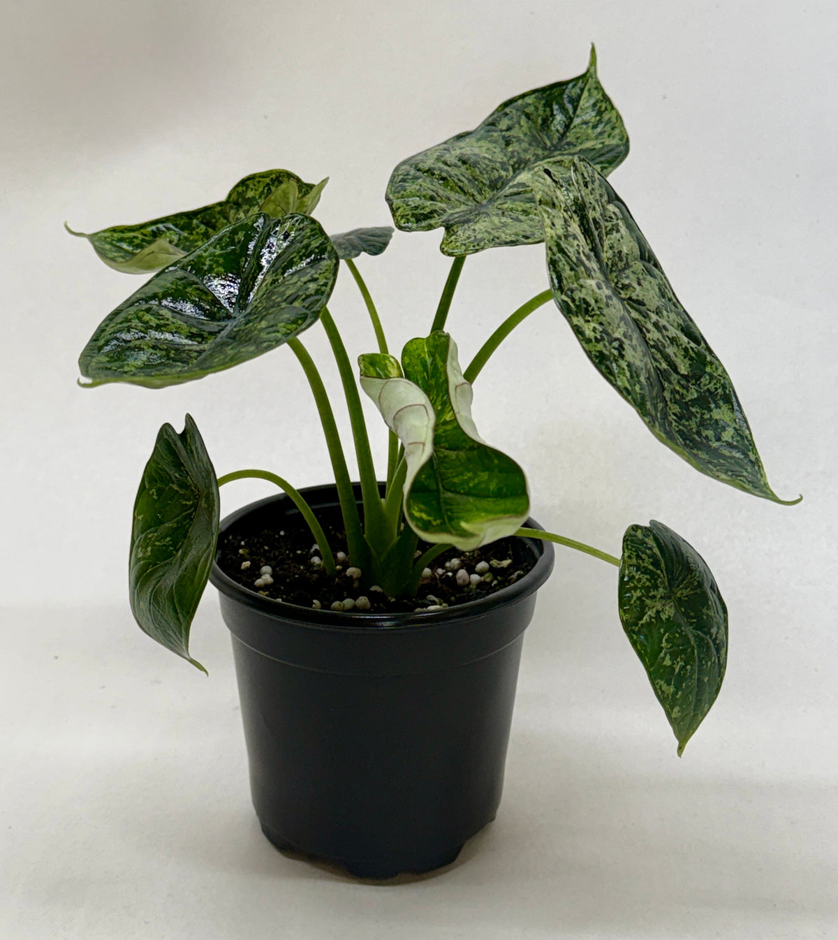 Alocasia Dragon Scale Mint