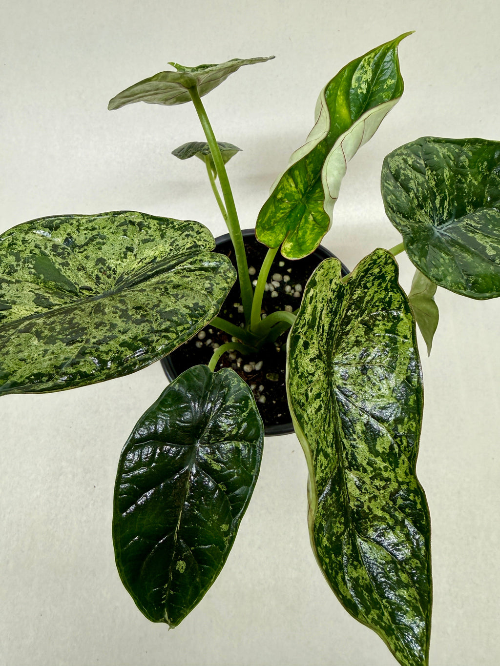 Alocasia Dragon Scale Mint
