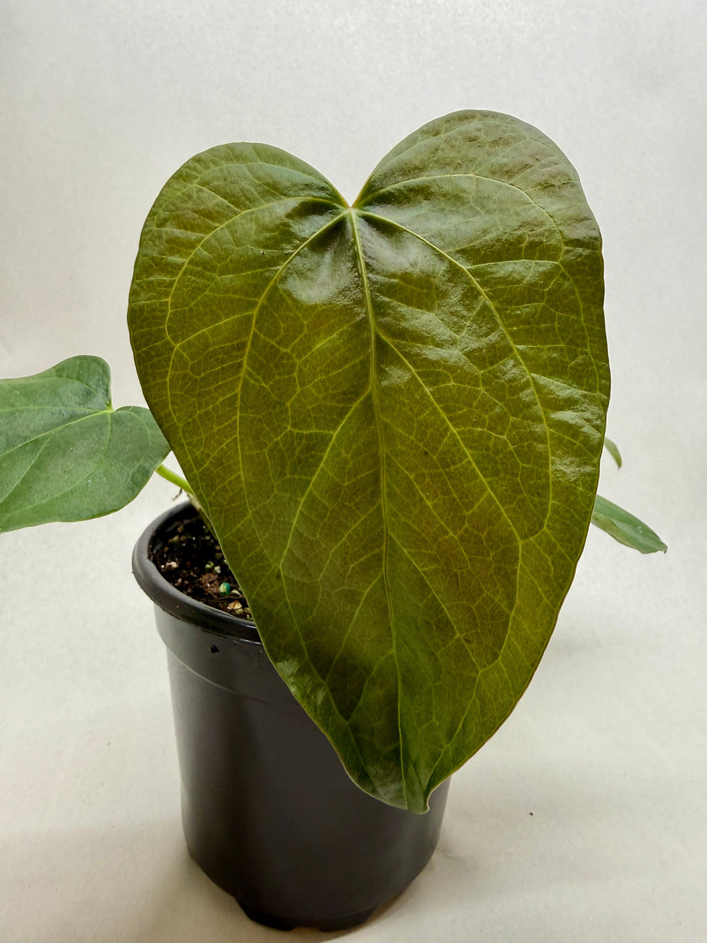 Queen of Hearts Anthurium