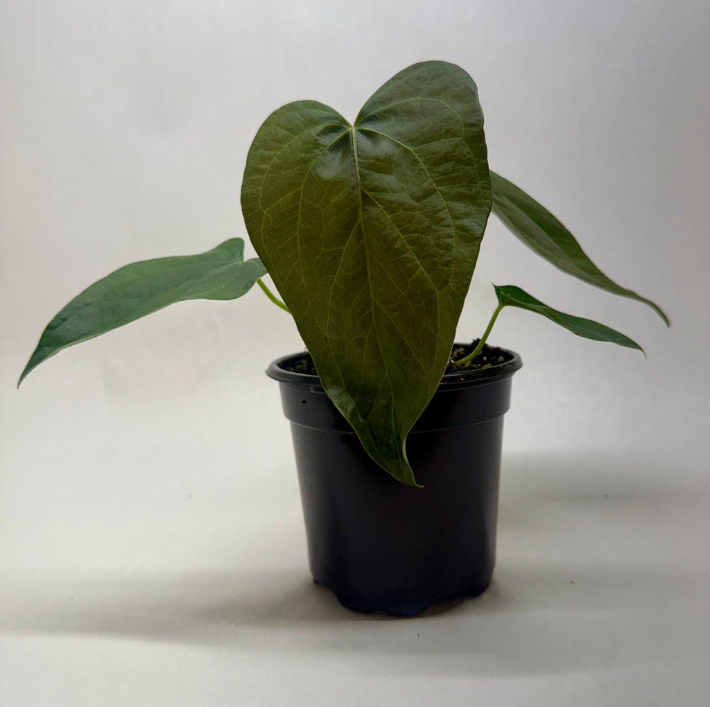 Queen of Hearts Anthurium