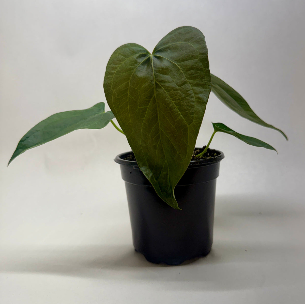 Queen of Hearts Anthurium