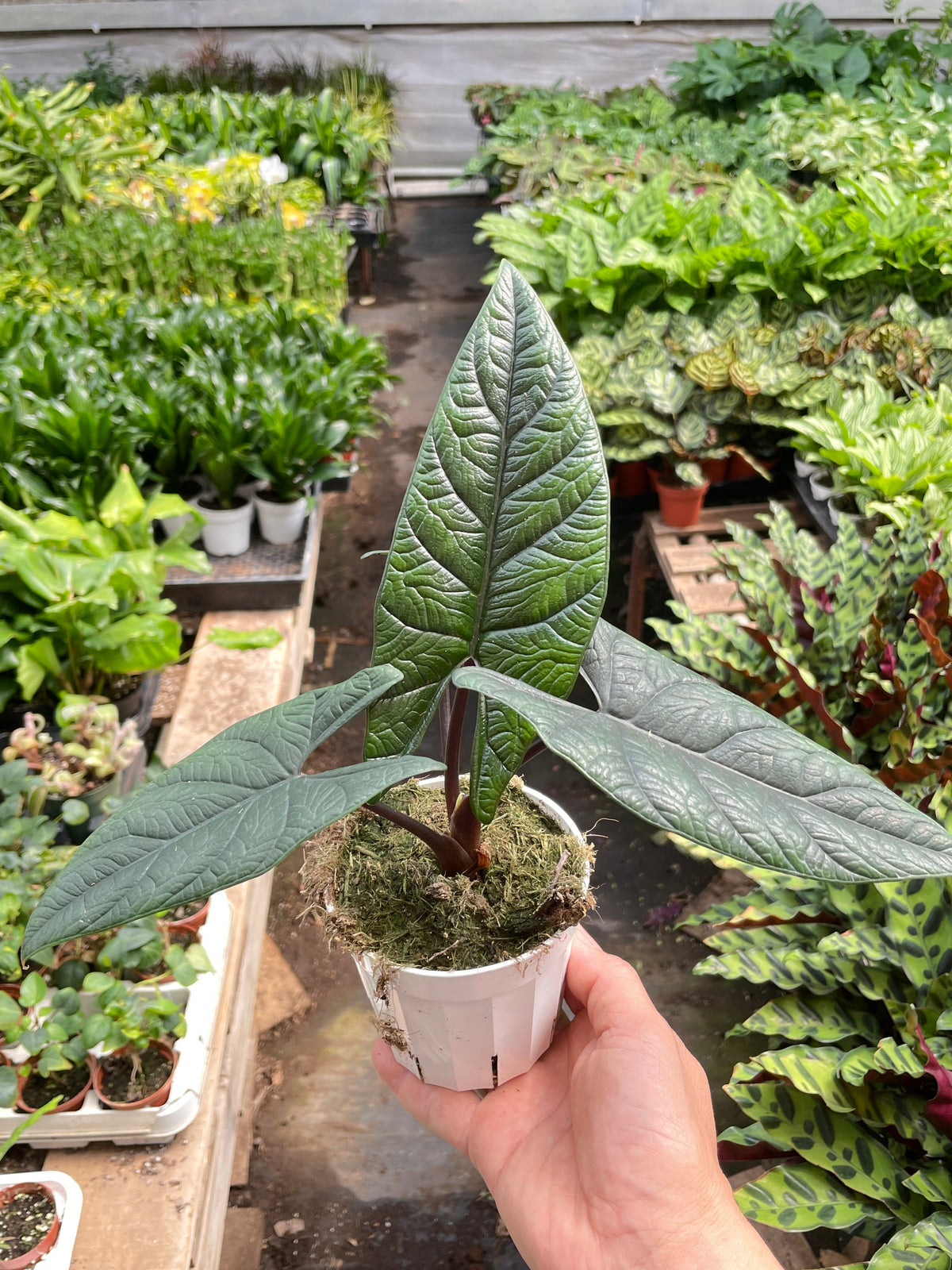 Alocasia Scalprum
