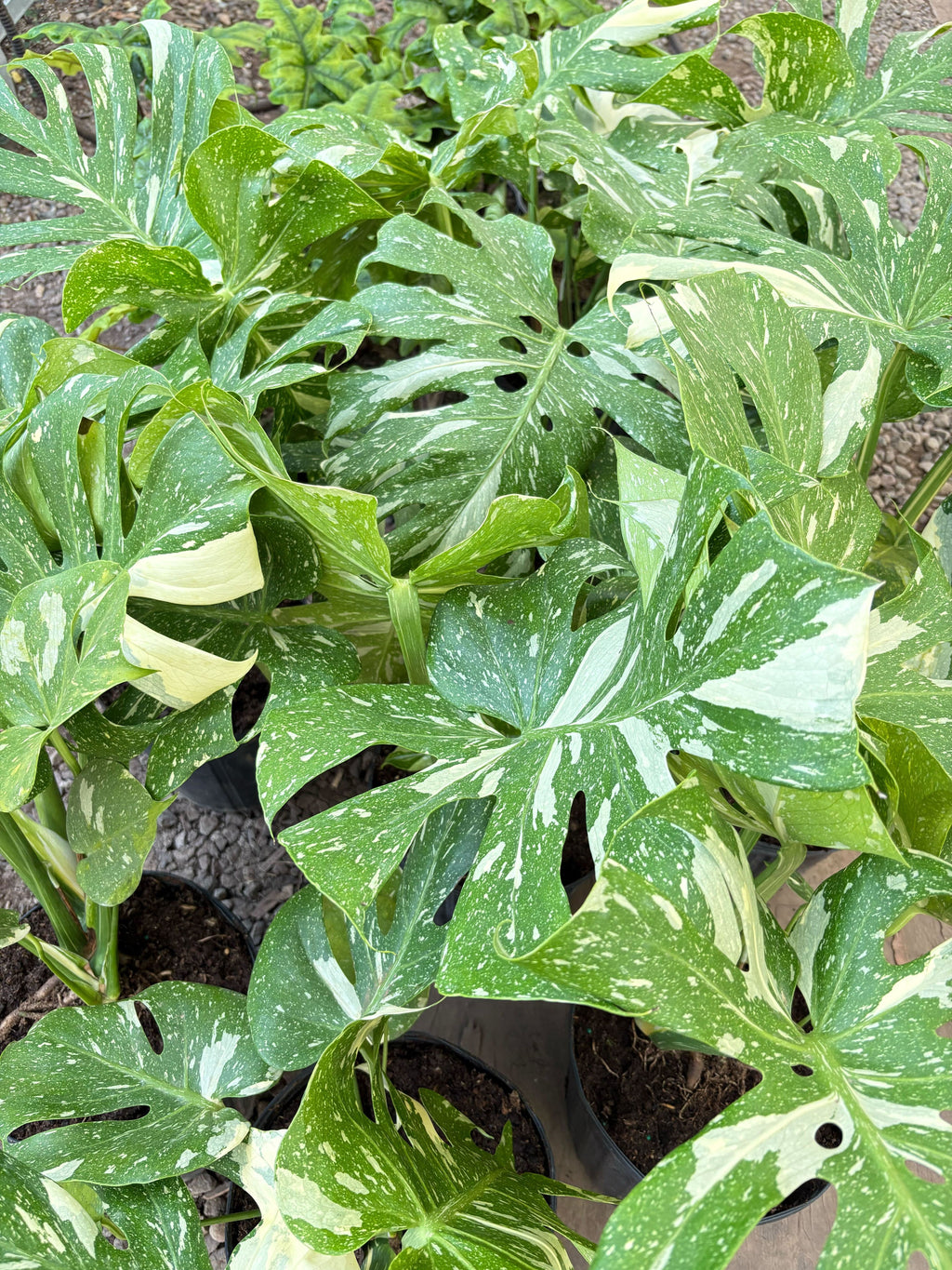 Thai Constellation Monstera