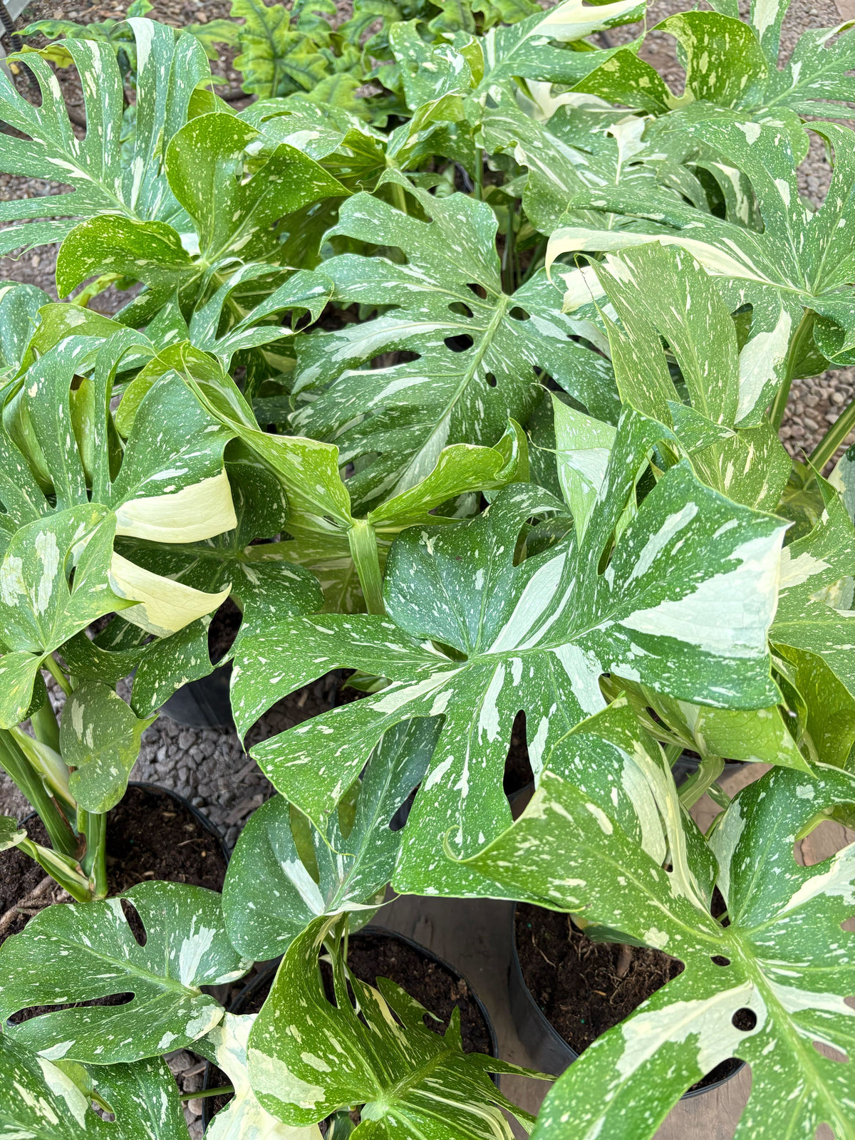 Thai Constellation Monstera
