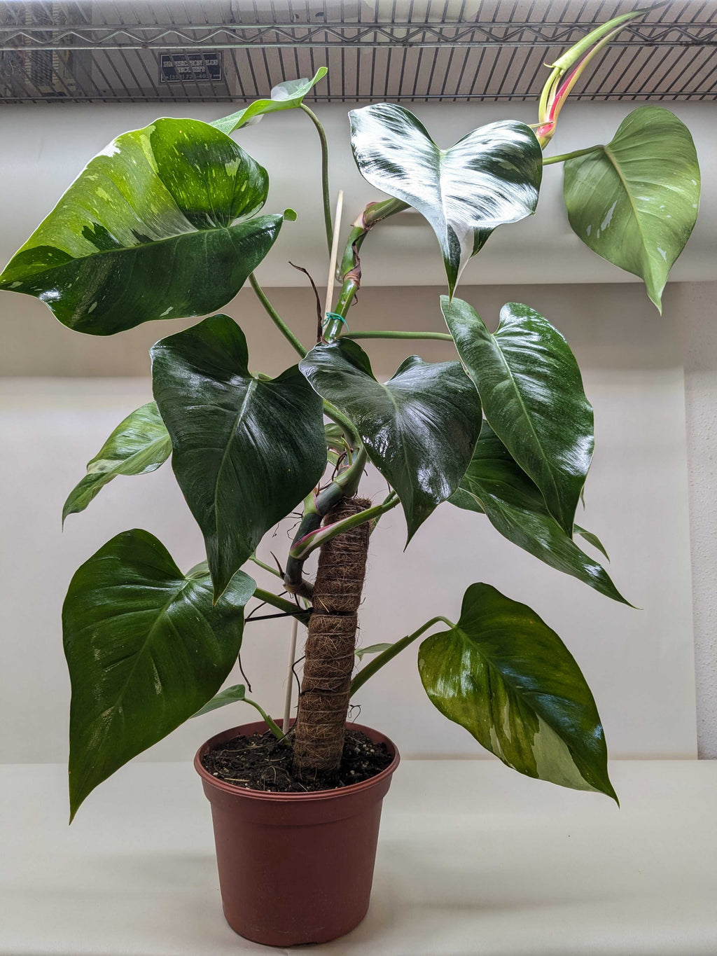 White Princess Philodendron