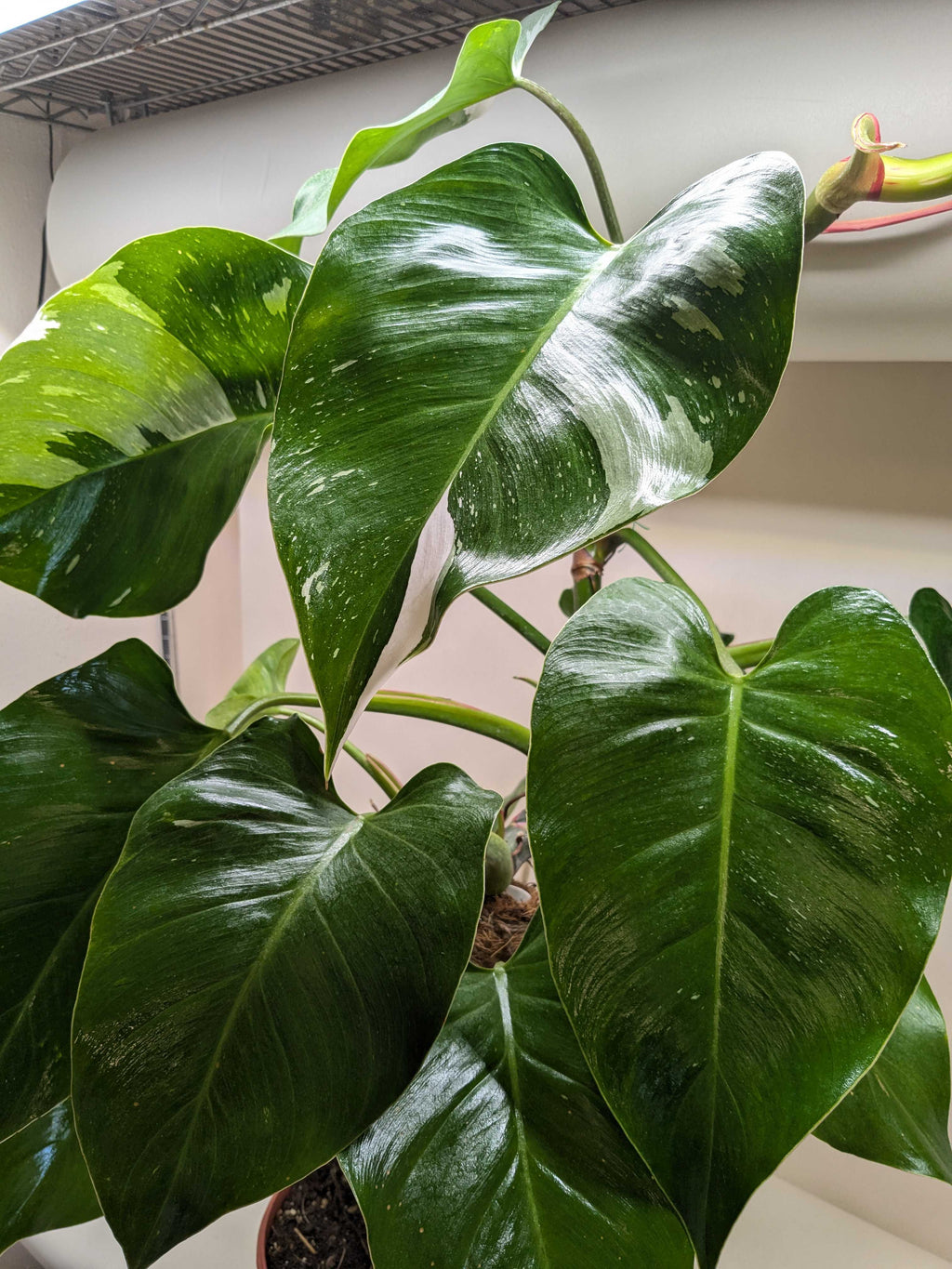 White Princess Philodendron