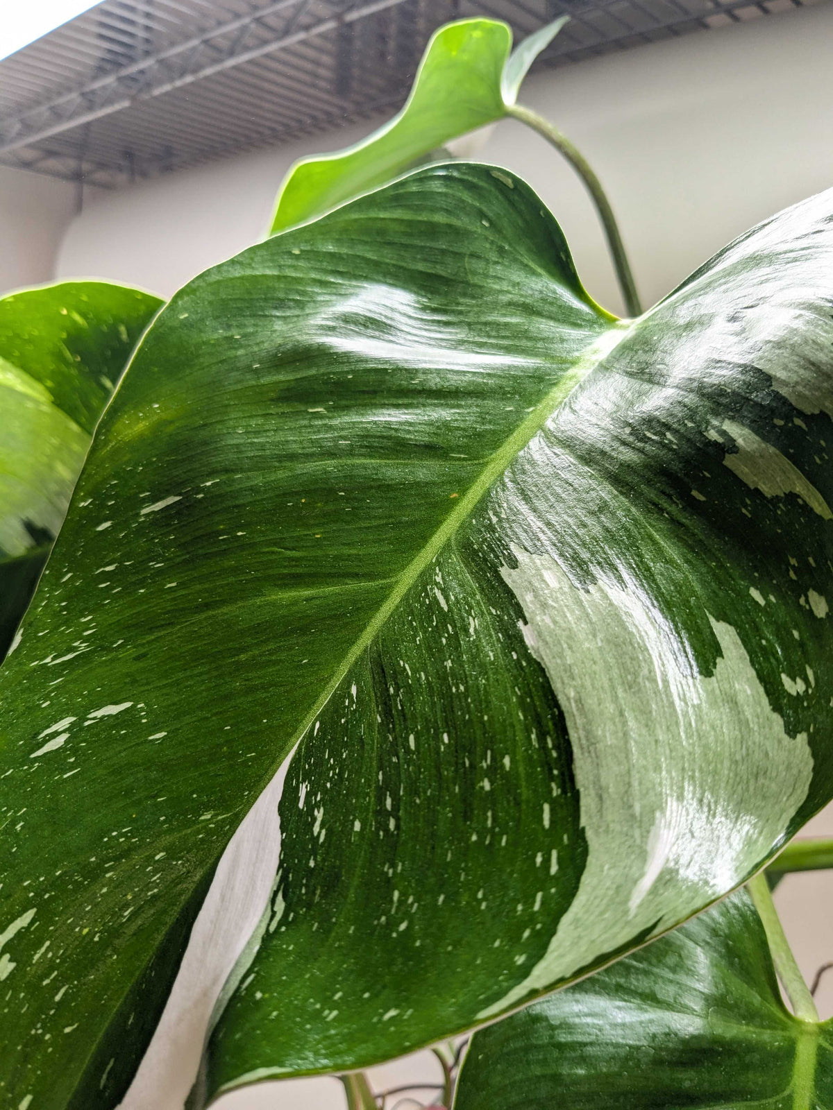 White Princess Philodendron