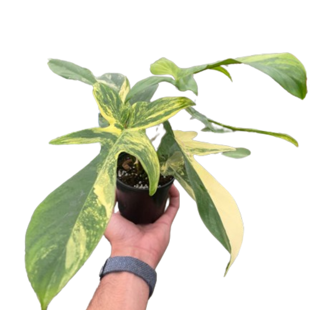 Florida Beauty Philodendron