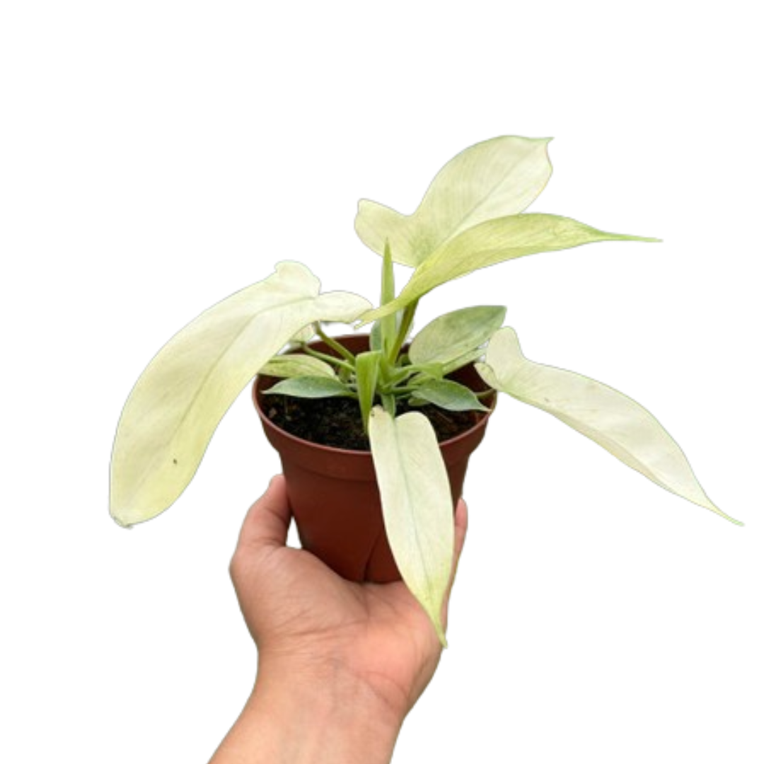 Florida Ghost Philodendron