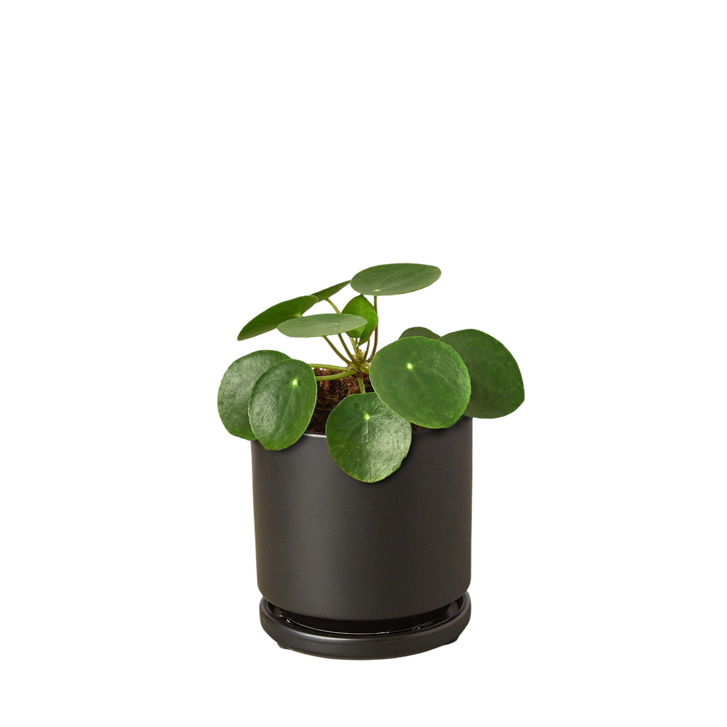 Chinese Money Plant