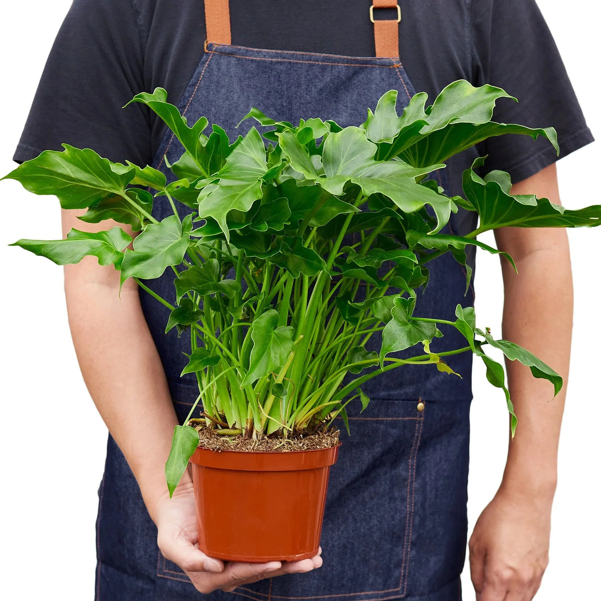 Little Hope Philodendron