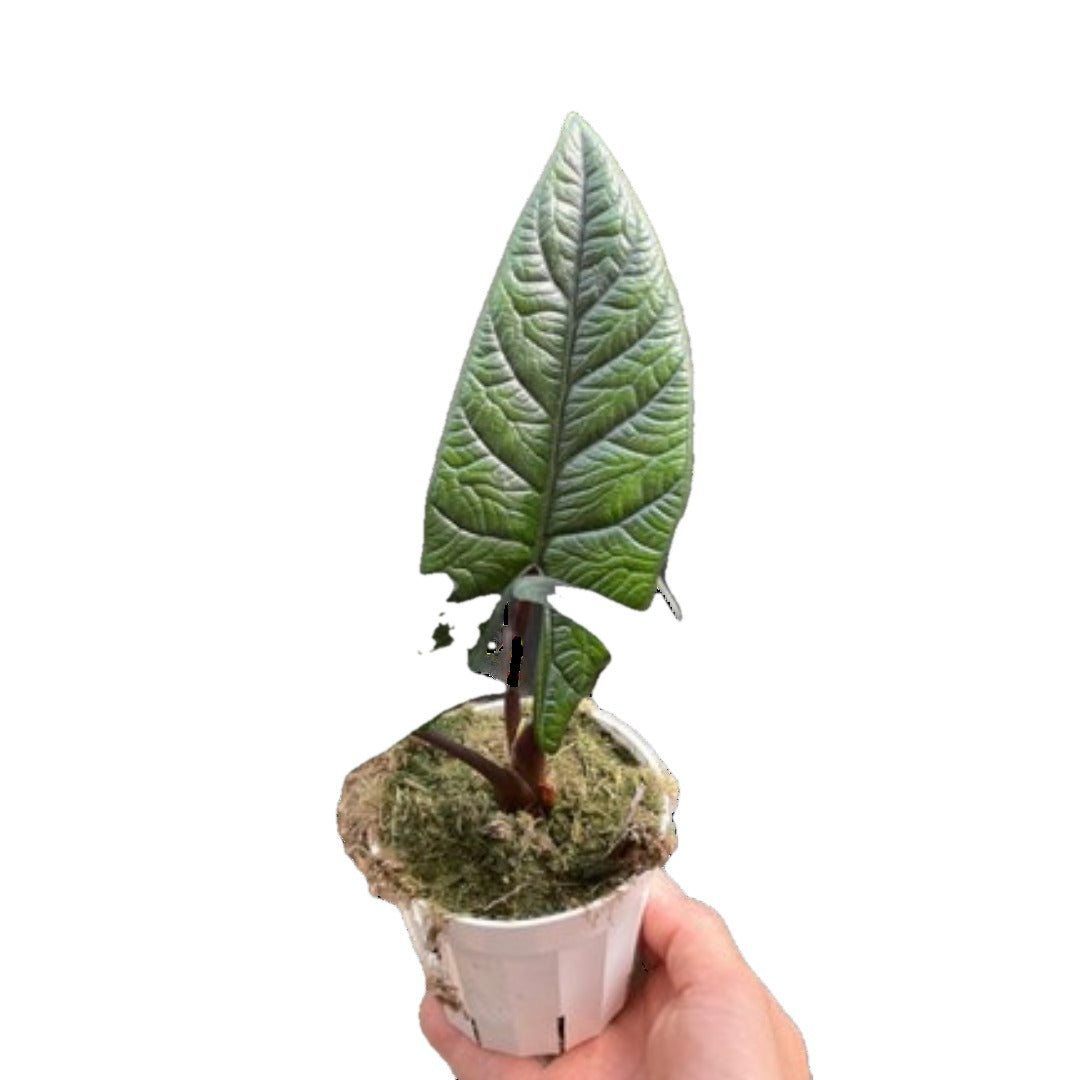 Alocasia Scalprum