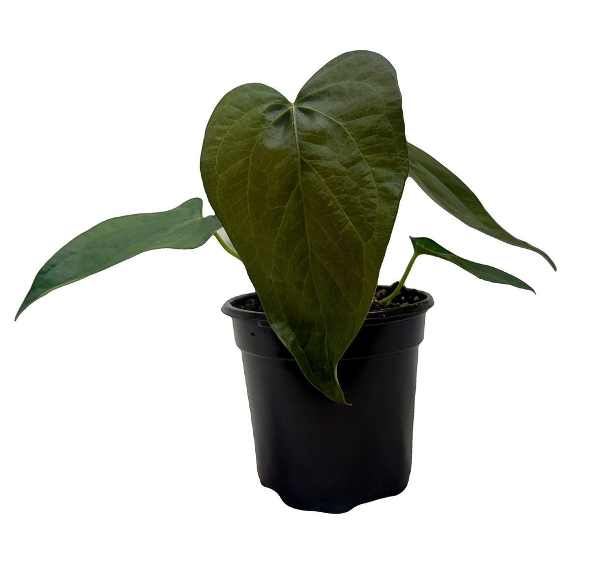 Queen of Hearts Anthurium
