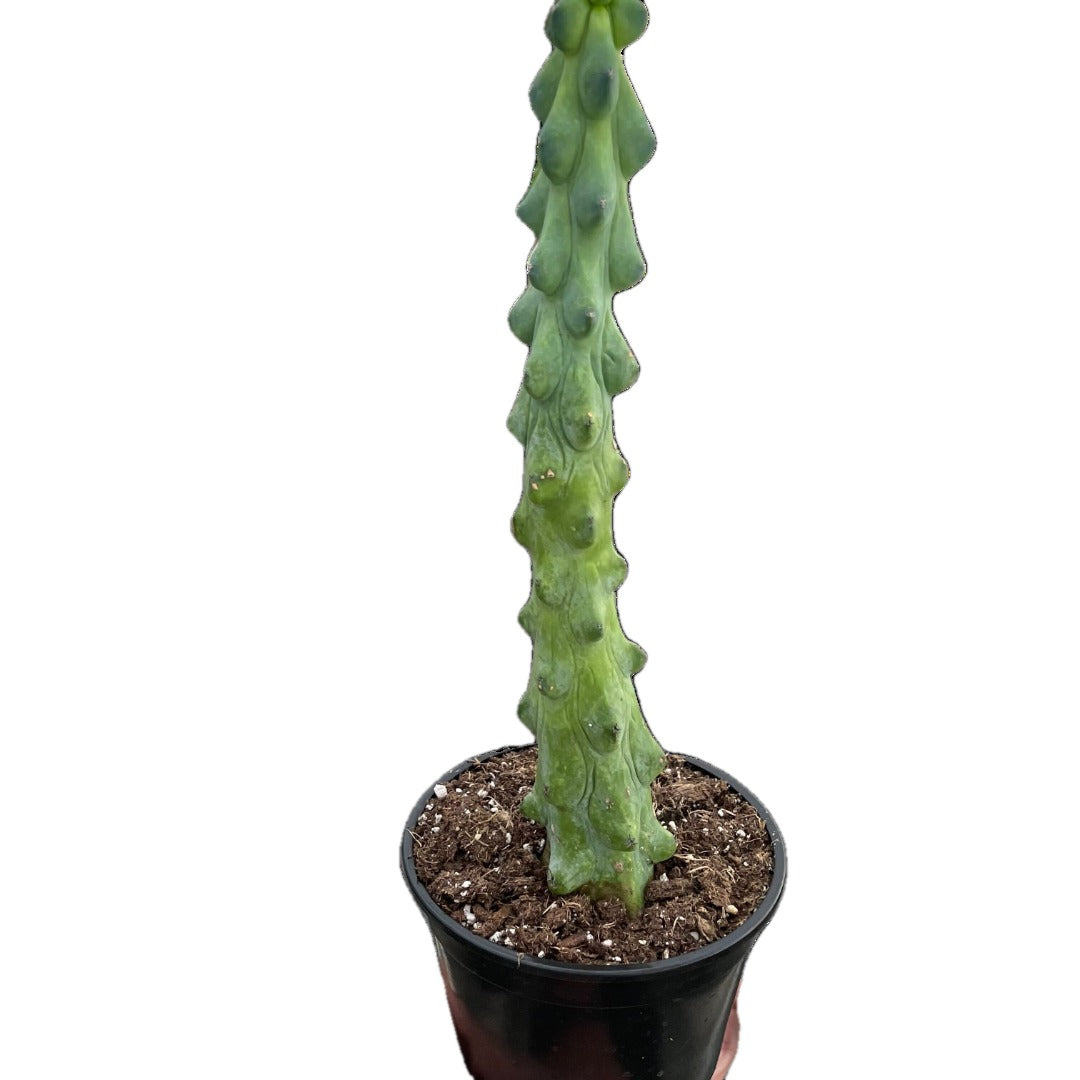 Boobie Cactus