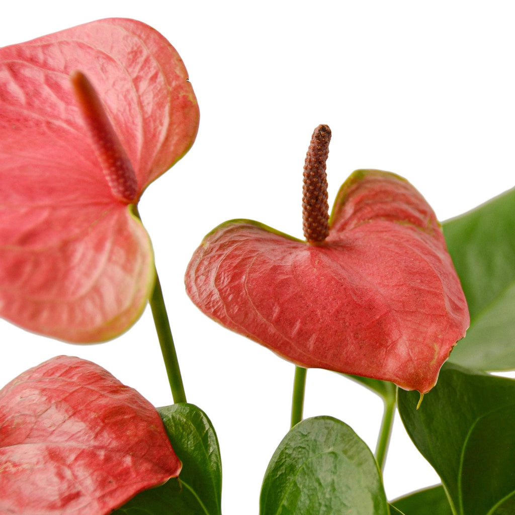 Pink Anthurium