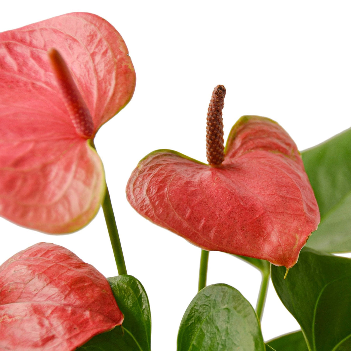 Pink Anthurium