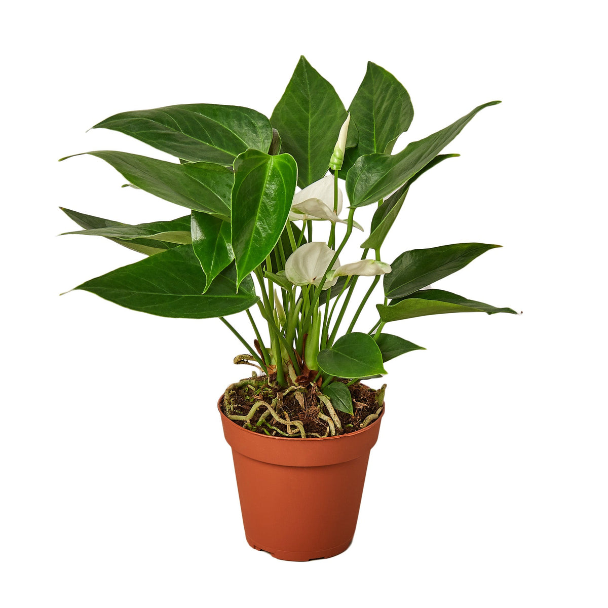 White Anthurium