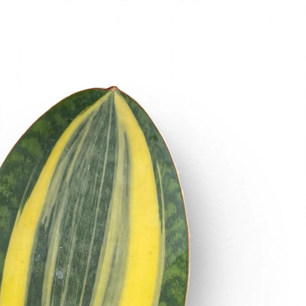 Close-up of Variegated Shark Fin Snake Plant leaf variegation