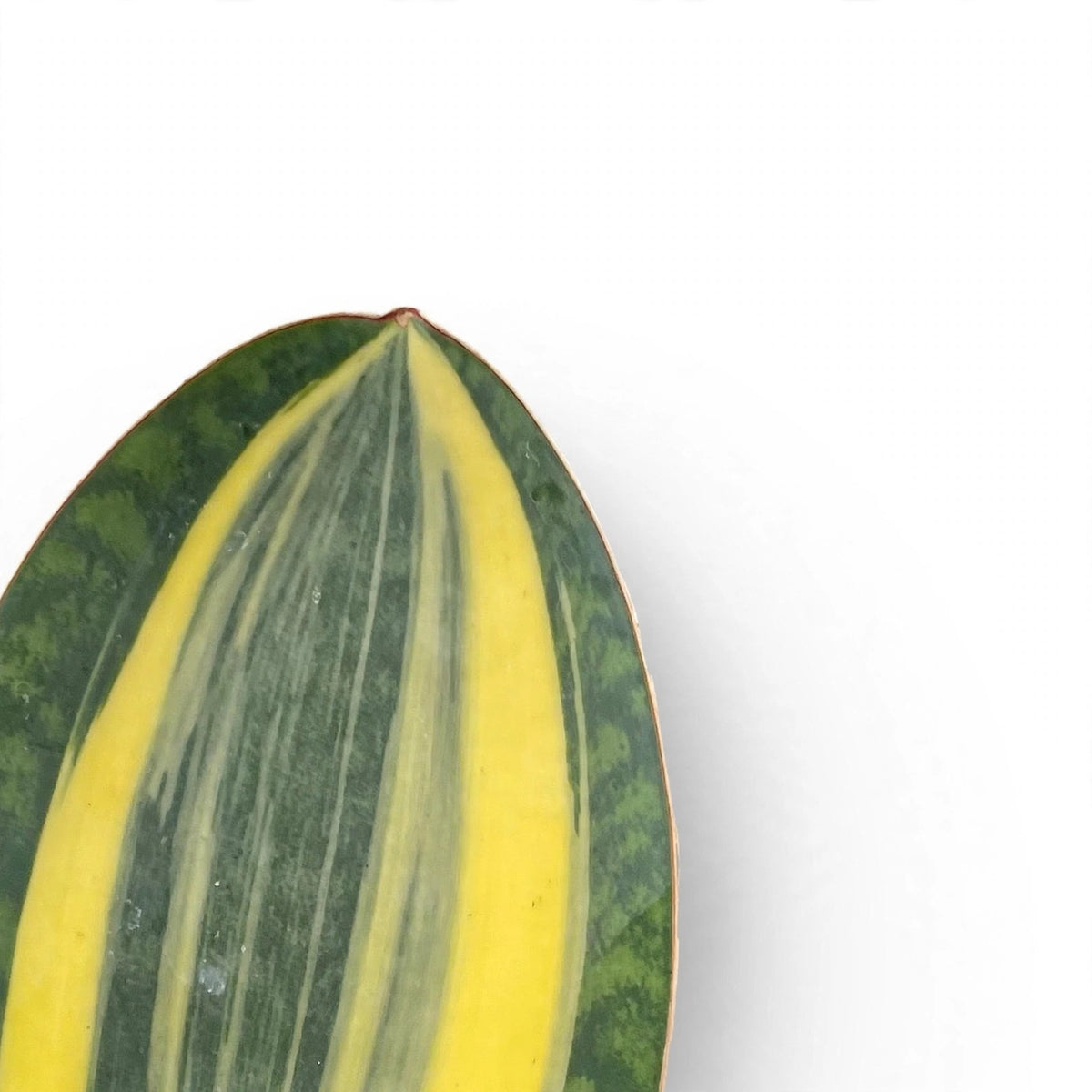 Close-up of Variegated Shark Fin Snake Plant leaf variegation