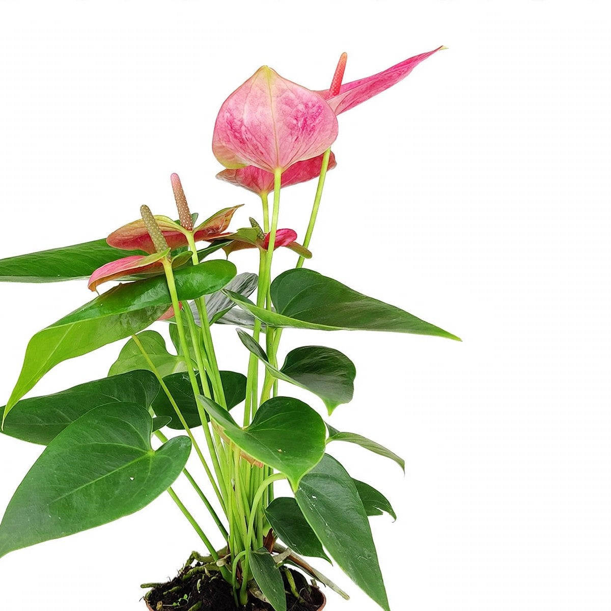 Close-up of Pink Anthurium foliage