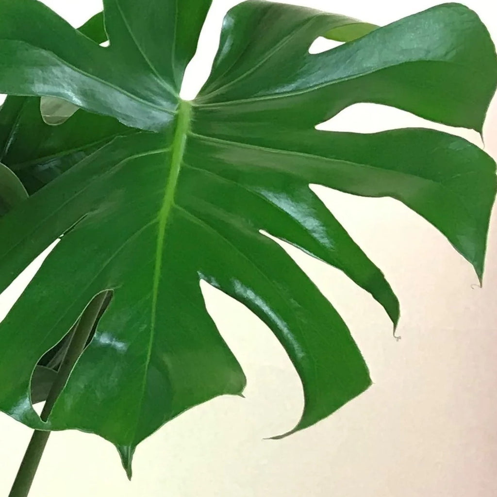 Close-up of Monstera Deliciosa split leaves