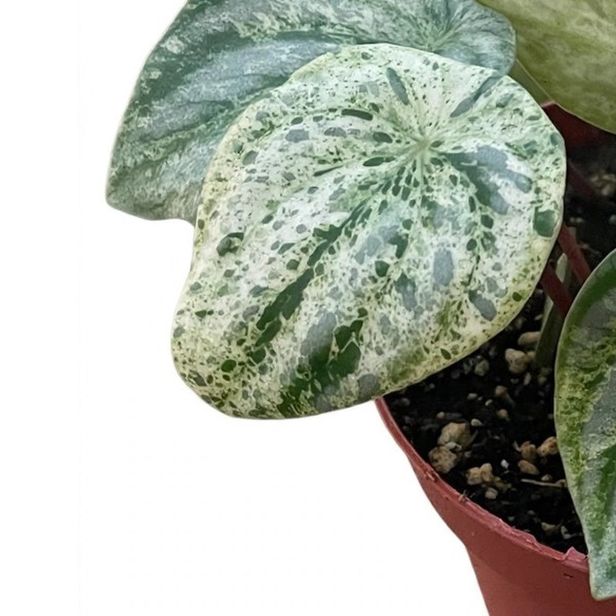 Close-up of Variegated Watermelon Peperomia foliage