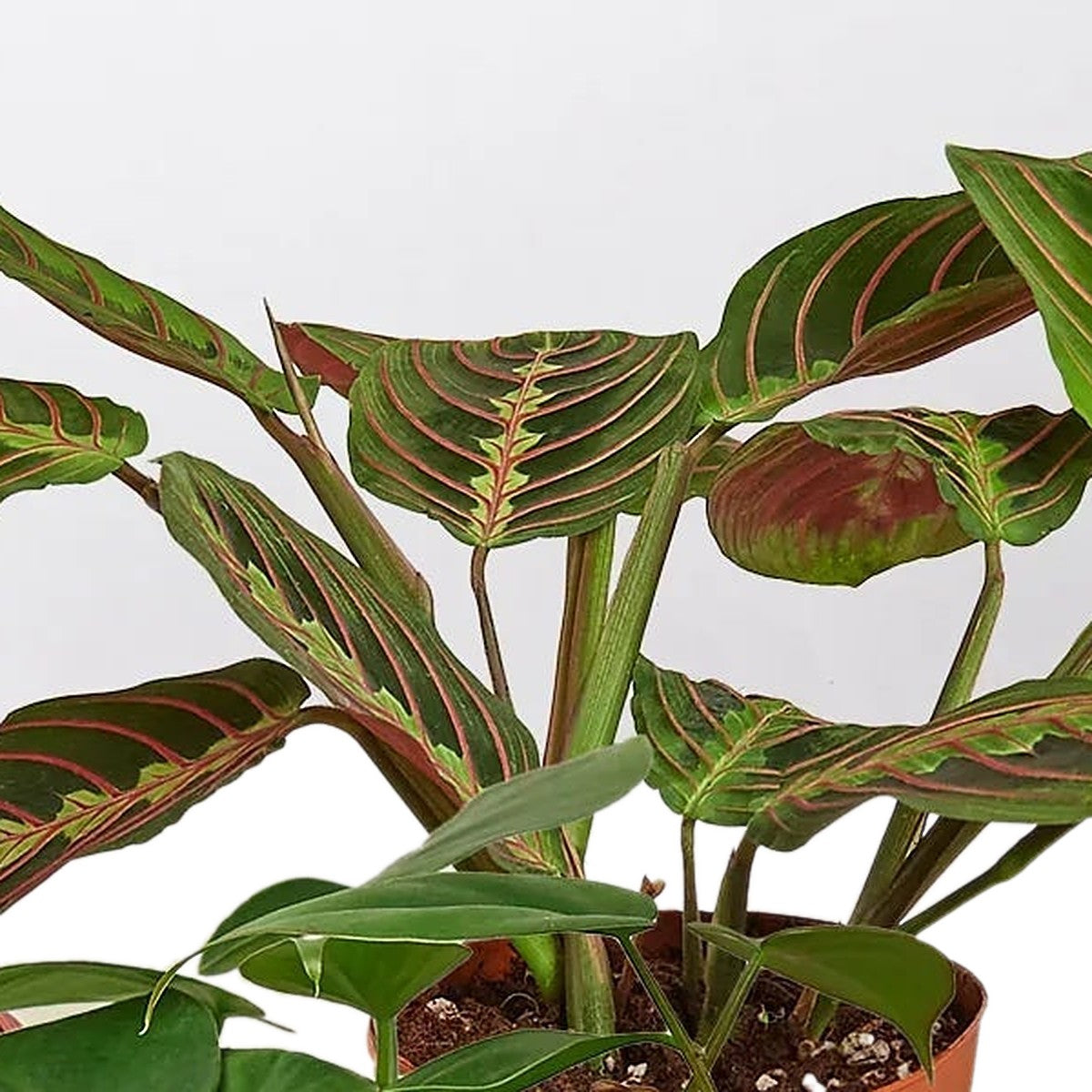 Close-up of Low Light Bundle foliage