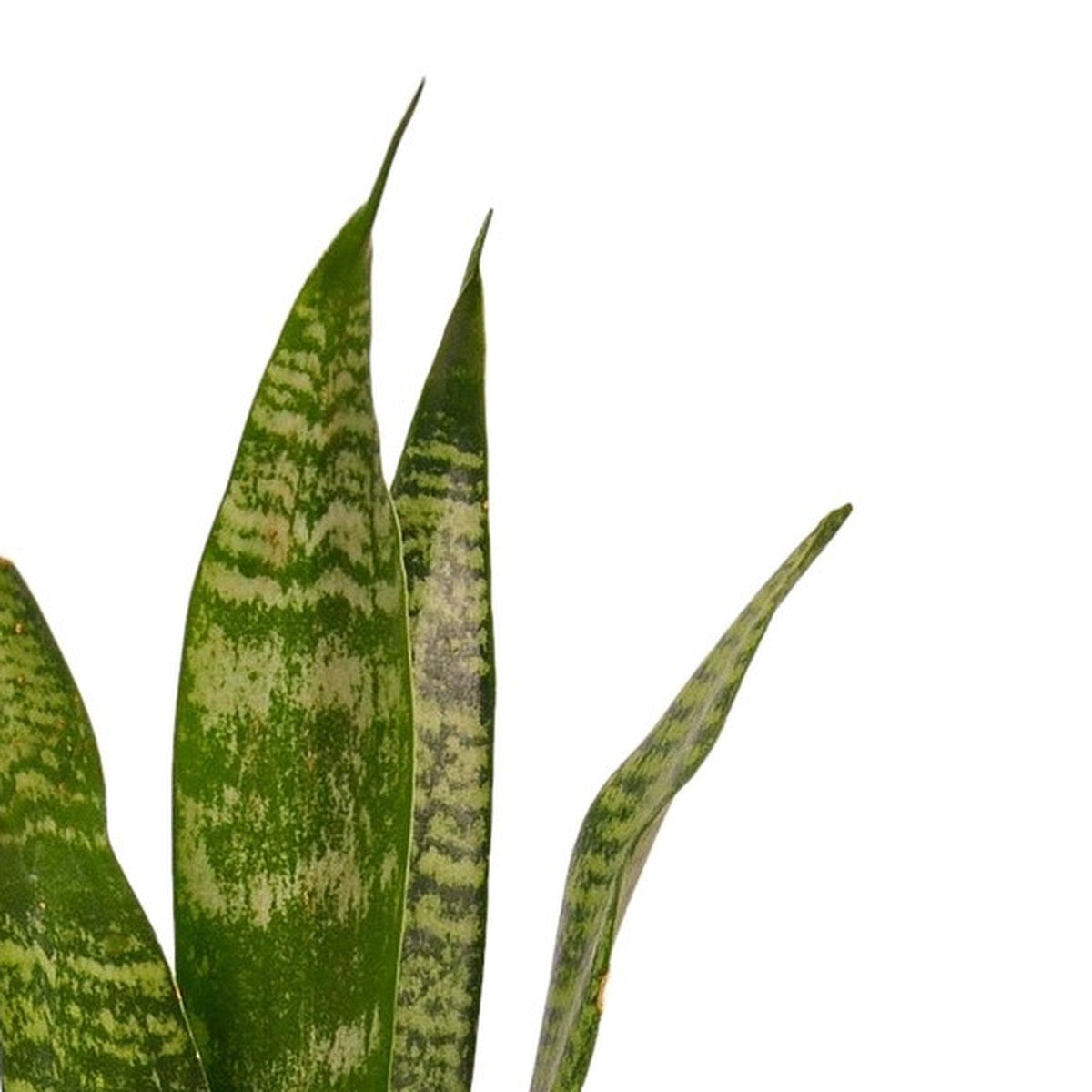Close-up of Snake Plant foliage