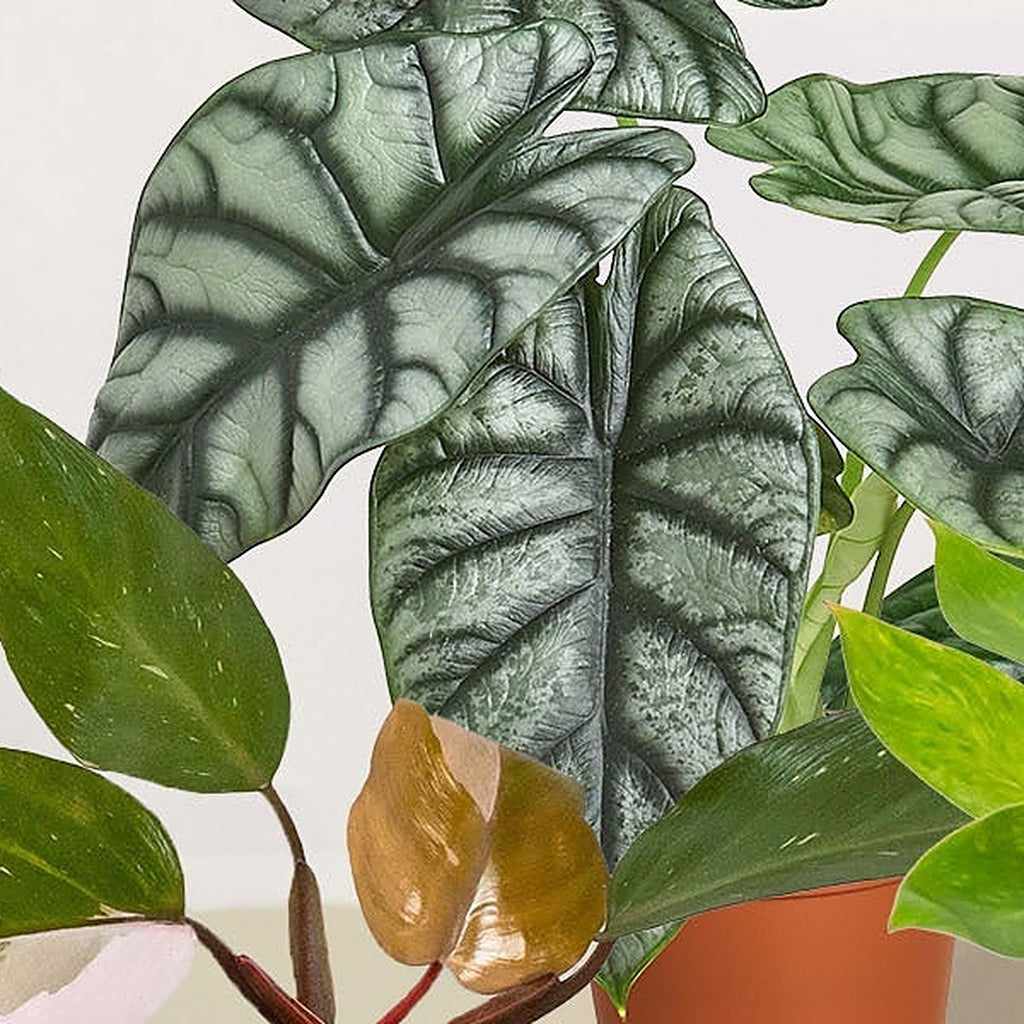 Close-up of Rare Plant Bundle foliage
