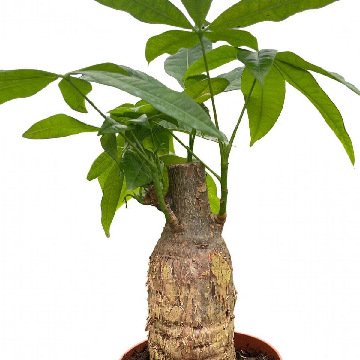 Close-up of Money Tree Stump foliage