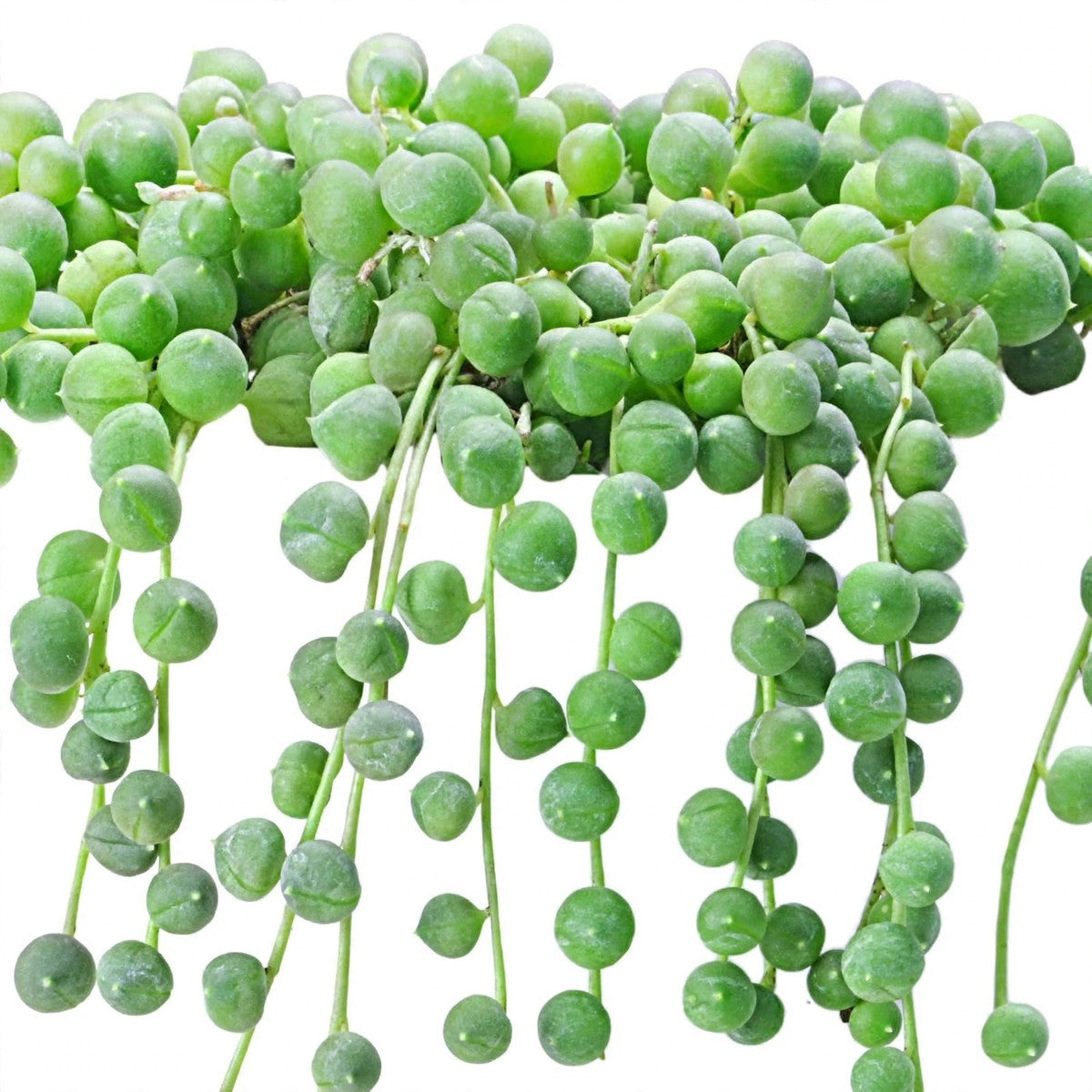Close-up of String of Pearls foliage