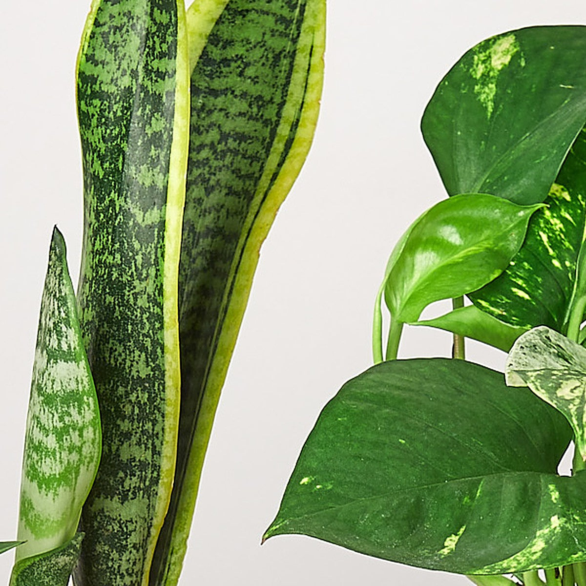 Close-up of Easy Care Bundle foliage