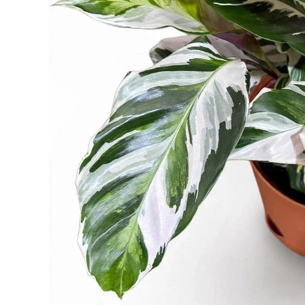 Close-up of White Fusion Calathea foliage