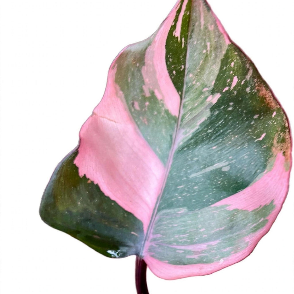 Close-up of Pink Princess Philodendron foliage