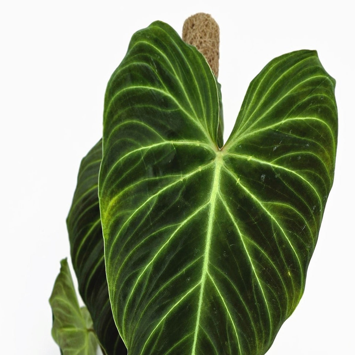 Close-up of Philodendron Gloriosum foliage