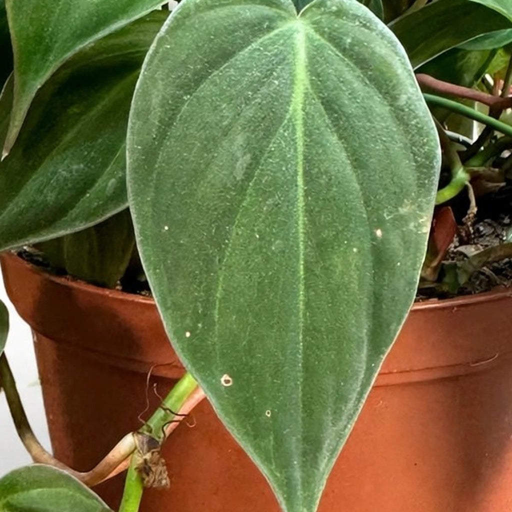 Close-up of Philodendron Velvet foliage