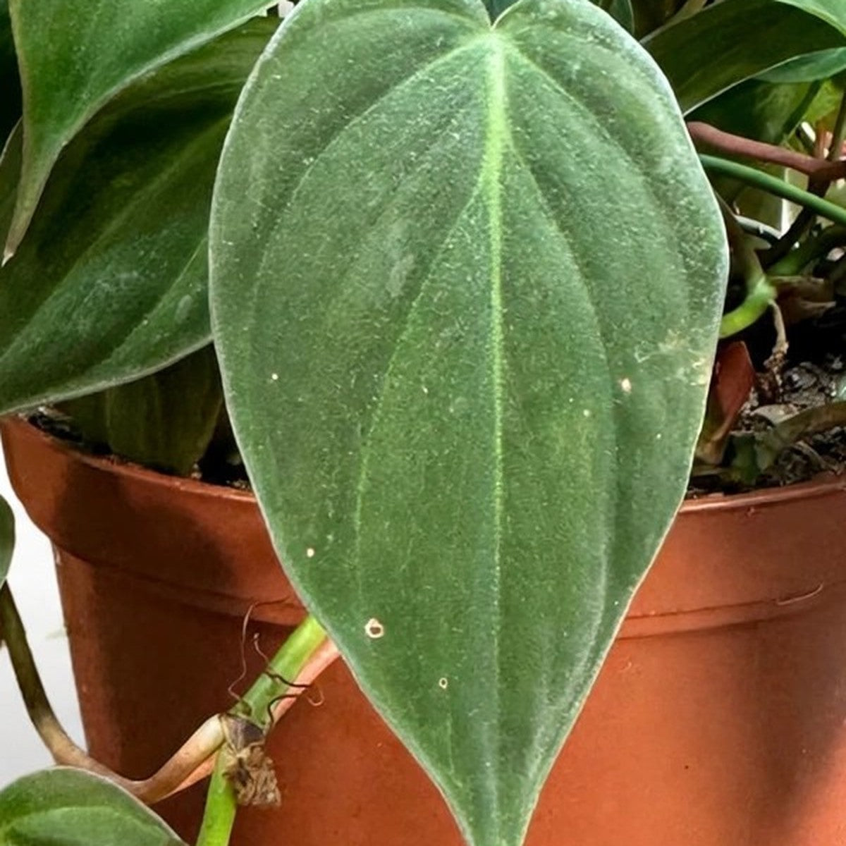 Close-up of Philodendron Velvet foliage