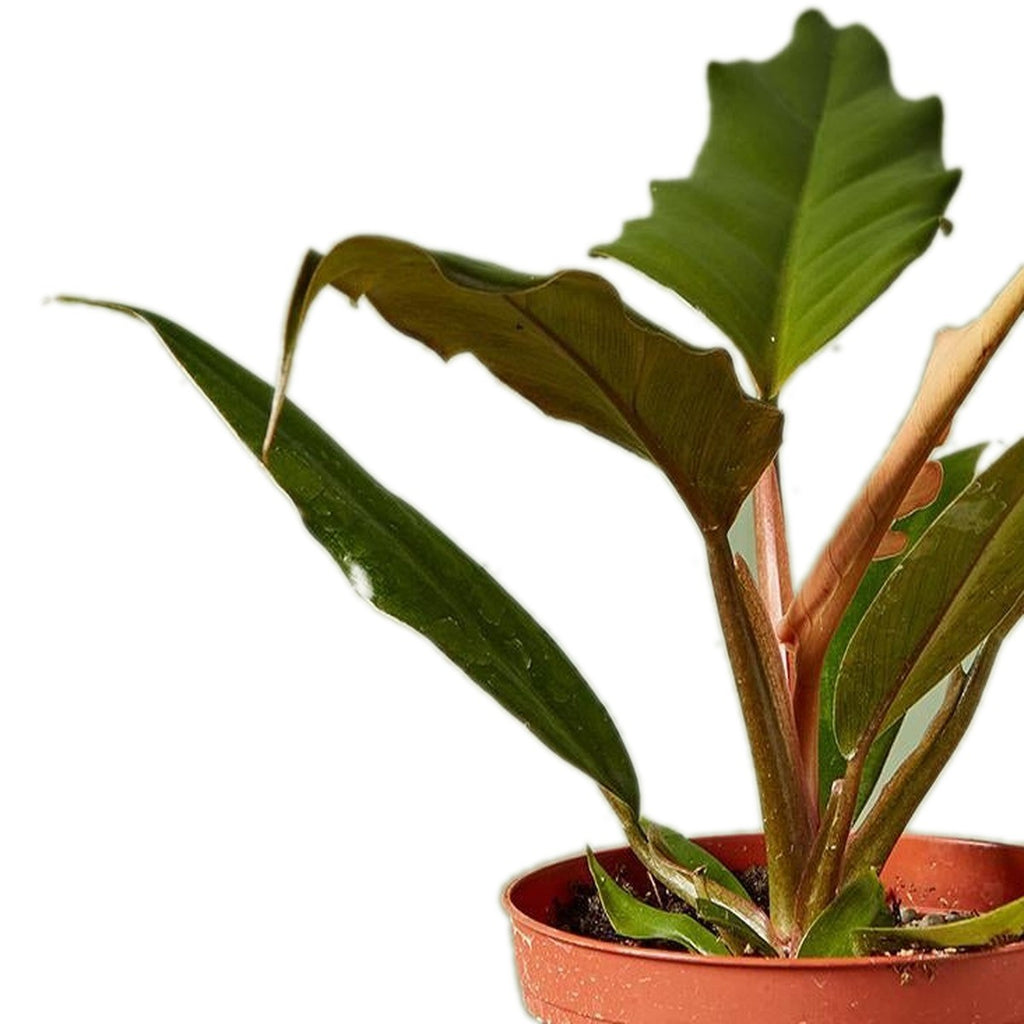 Close-up of Choco Empress Philodendron foliage