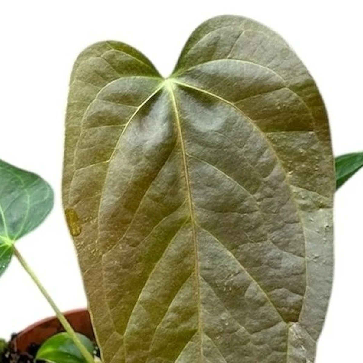 Close-up of Queen of Hearts Anthurium foliage