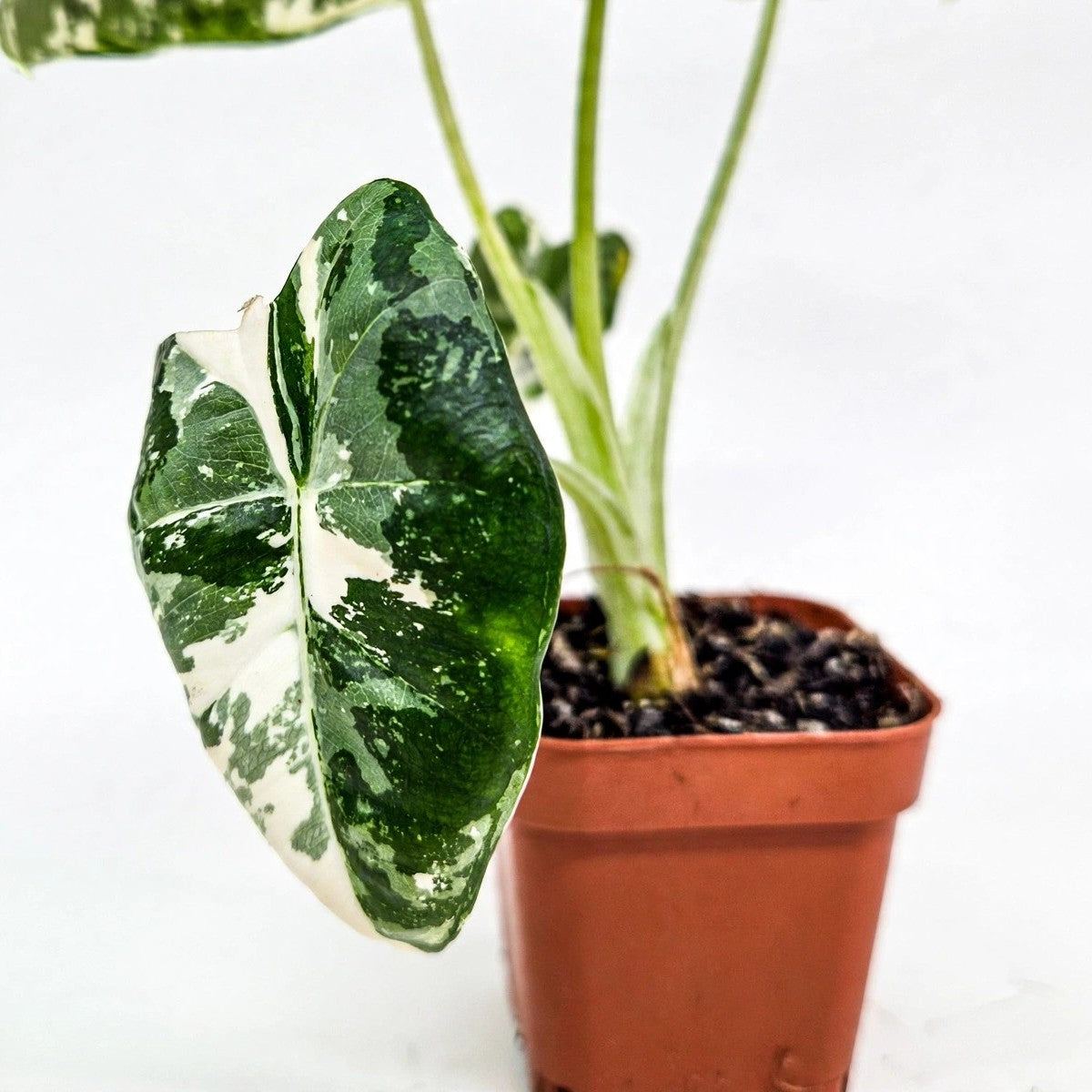 Close-up of Variegated Alocasia Frydek foliage