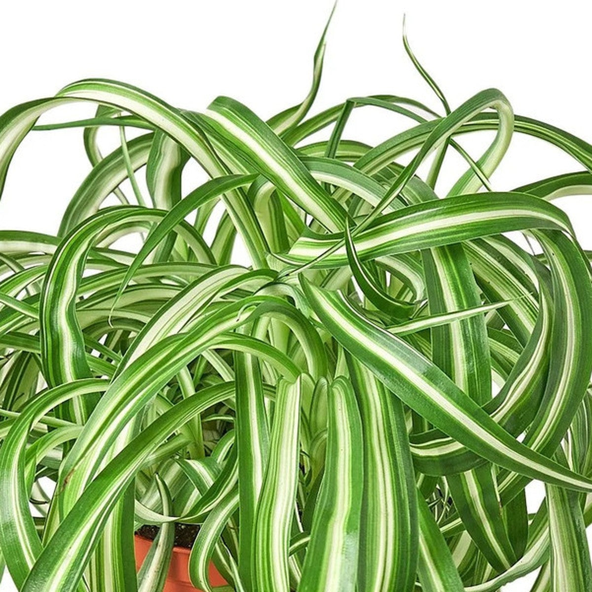 Close-up of Spider Plant 'Bonnie' foliage
